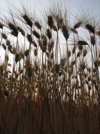 Wheat Fields